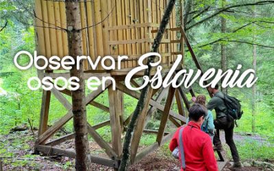 Osos en Eslovenia
