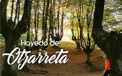 Hayedo de Otzarreta, el bosque más fotografiado de Euskadi
