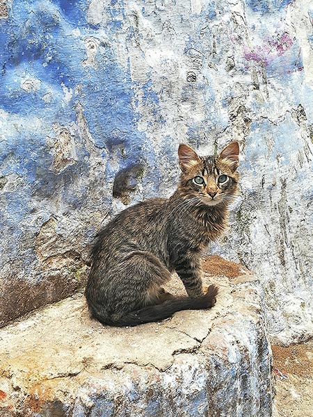 Gatos de Chefchaouen