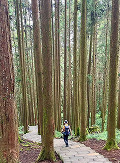 Sendero de árboles gigantes